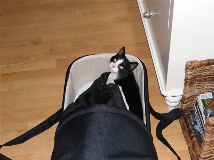 Huskat Sofus - Er meget nysgerrig billede 6