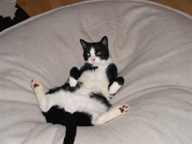 Huskat Sofus - Garfield efterligning billede 7