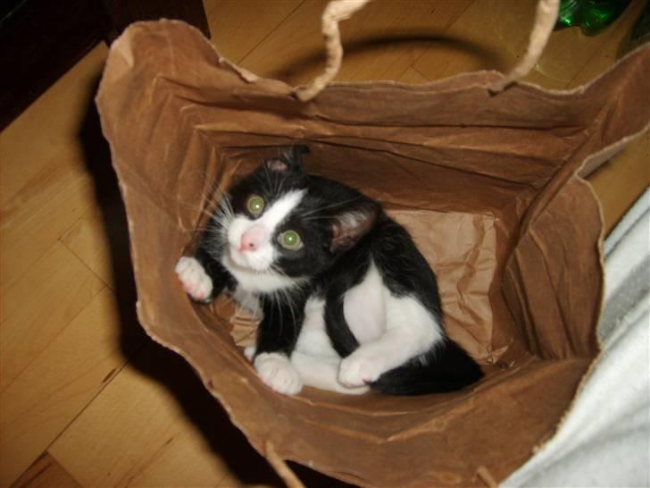 Huskat Sofus - Alt skal undersøges billede 8