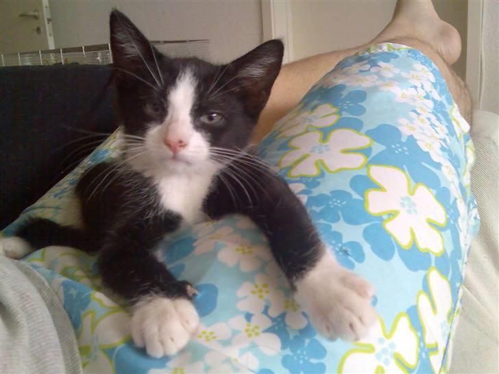 Huskat Sofus - Sofus´s meget lange ben billede 9