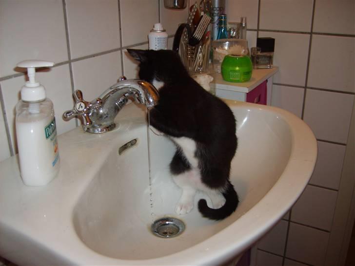 Huskat Sofus - Elsker Vand billede 10