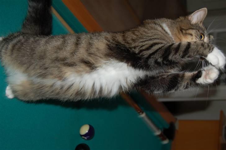 Blanding af racer Fiona billede 6