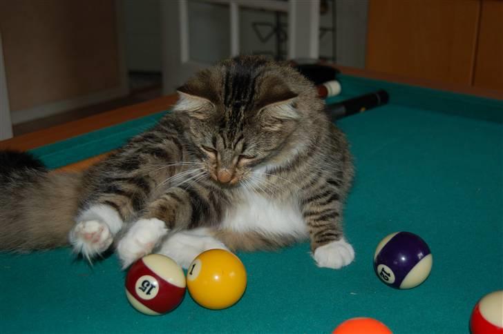 Blanding af racer Fiona billede 7