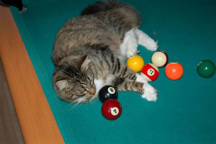 Blanding af racer Fiona billede 8