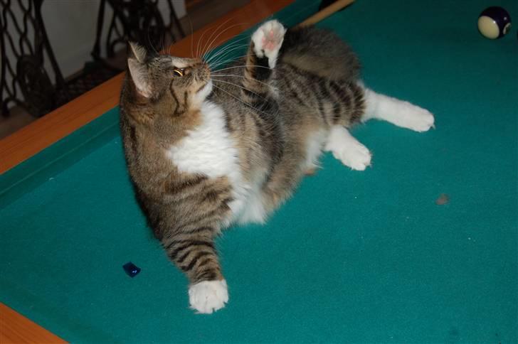 Blanding af racer Fiona billede 9