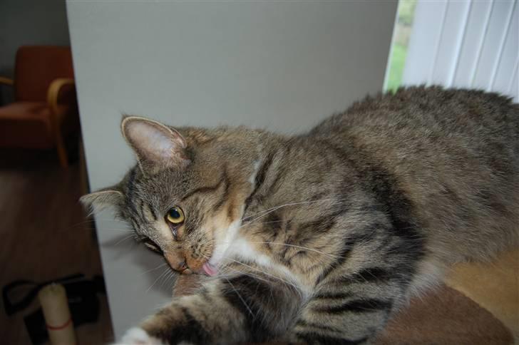 Blanding af racer Fiona billede 10