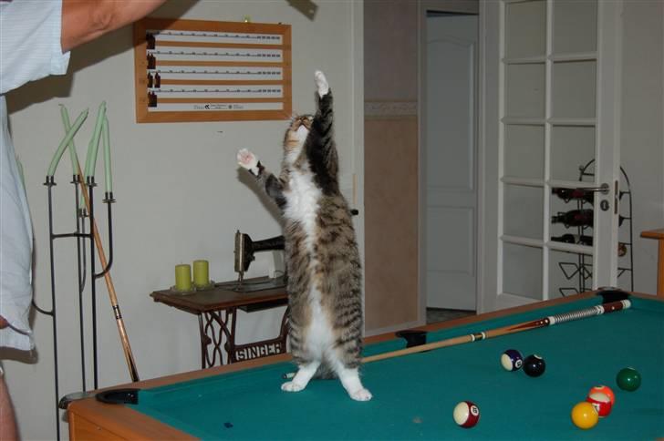 Blanding af racer Fiona billede 11