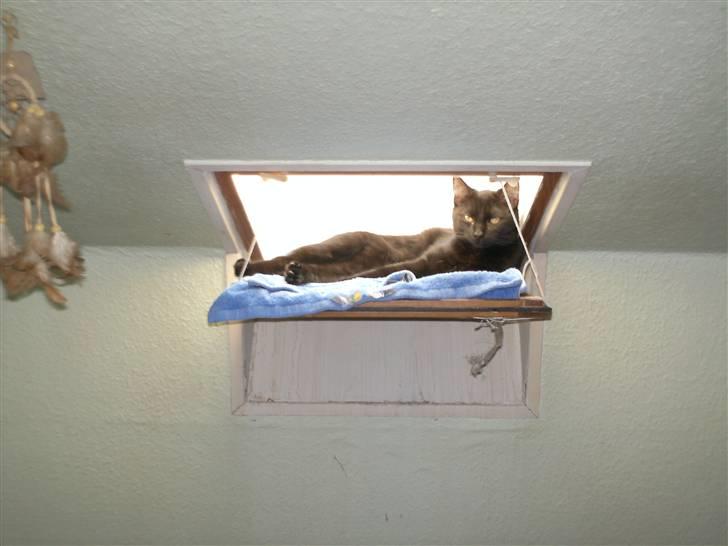 Huskat missy billede 9