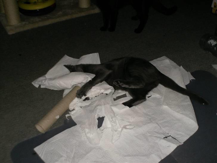 Huskat lexus - elsker bare at lege med køkkenrulle billede 7