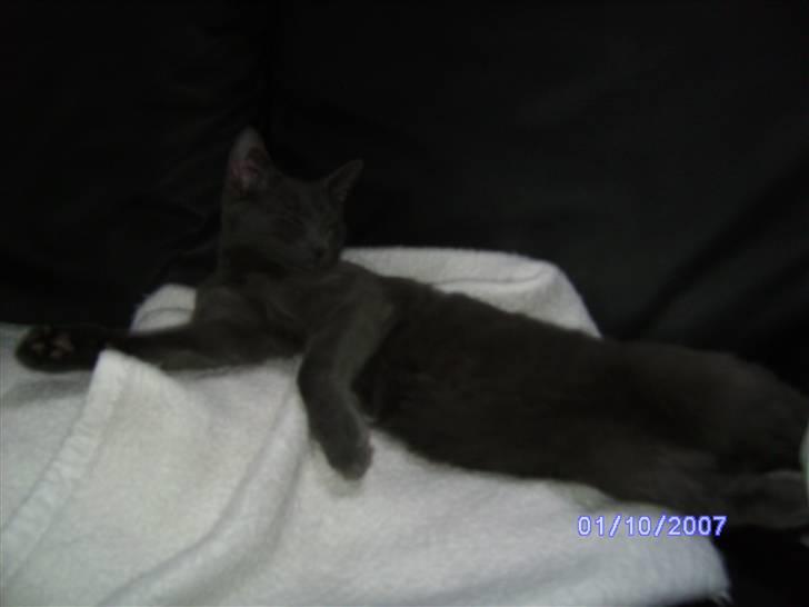 Huskat lexus billede 8