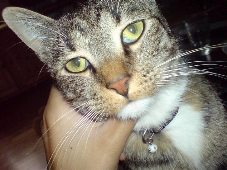 Huskat Tiger Mis O´malli *søs* billede 12