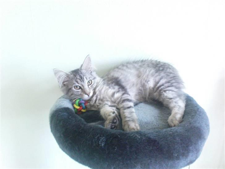 Blanding af racer Vaffel ;)(bor ved min X ) billede 12