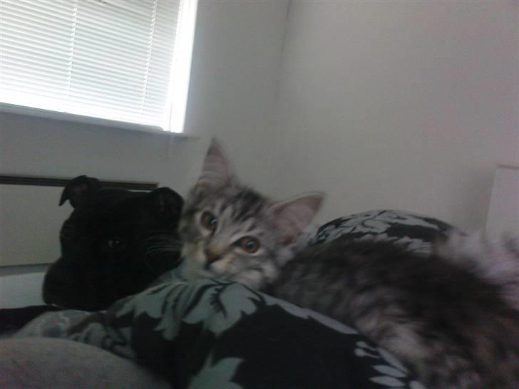 Blanding af racer Vaffel ;)(bor ved min X ) billede 13