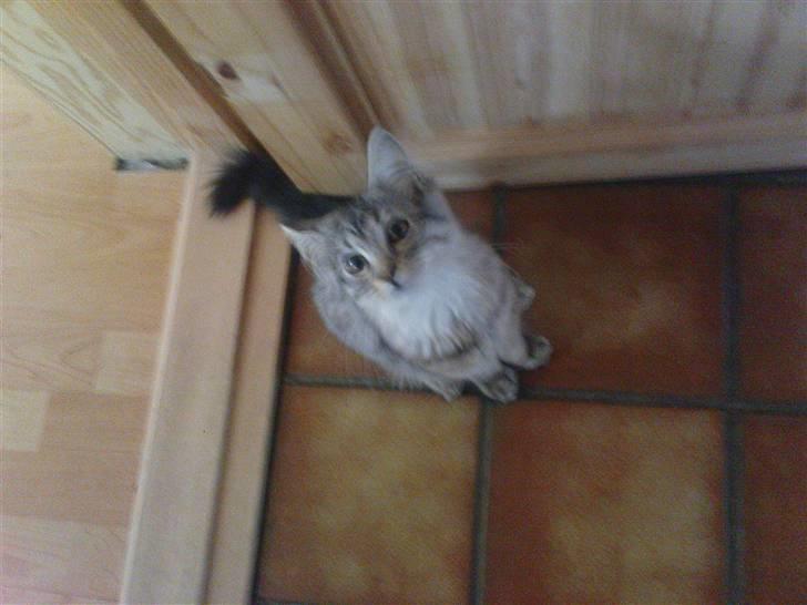 Blanding af racer Vaffel ;)(bor ved min X ) billede 15