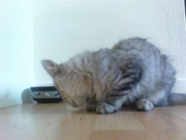 Blanding af racer Vaffel ;)(bor ved min X ) - så spise jeg igen igen ;) billede 17