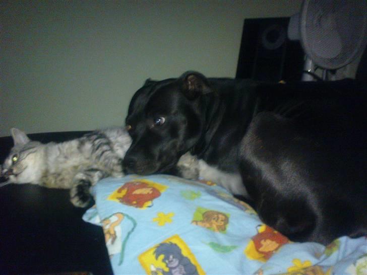 Blanding af racer Vaffel ;)(bor ved min X ) - mig og hunden leger ;) billede 18