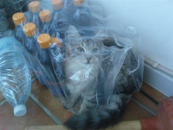 Blanding af racer Vaffel ;)(bor ved min X ) - jaa jeg ved ikke lige hva han har gang i, men han synes det var sjovt at kravle der ind og lege ;) billede 20