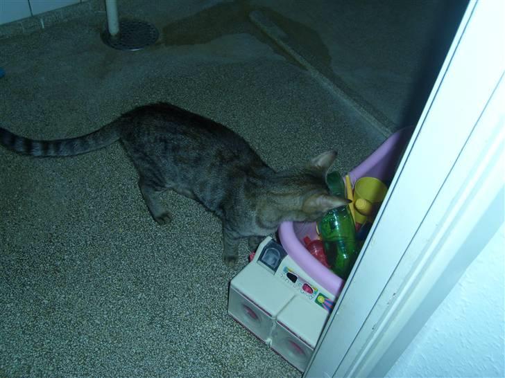 Huskat Nuser - Hvad er dov det?? billede 14