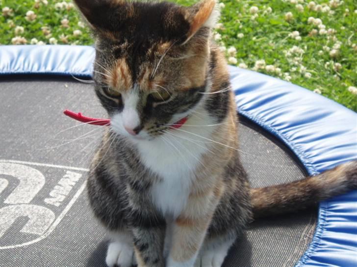 Huskat mulle 04-03-10 R.I.P. - hej her er jeg billede 1