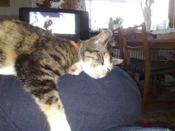 Huskat mulle 04-03-10 R.I.P. - når hun slapper bedst af billede 2