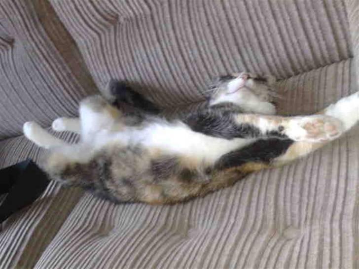 Huskat mulle 04-03-10 R.I.P. - skøre kat billede 3