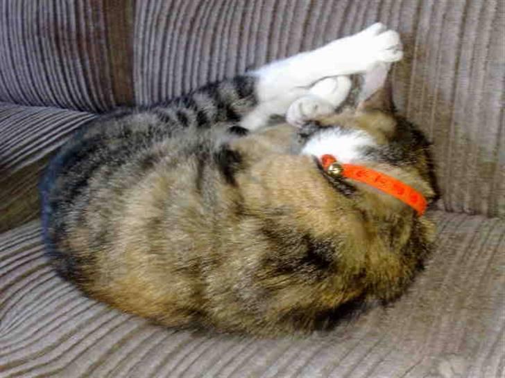 Huskat mulle 04-03-10 R.I.P. - hehe billede 4