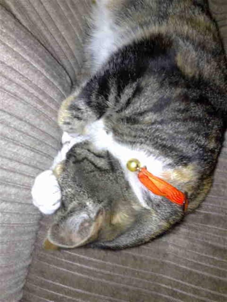 Huskat mulle 04-03-10 R.I.P. billede 6