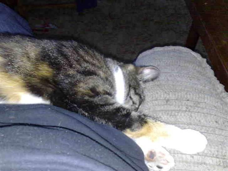 Huskat mulle 04-03-10 R.I.P. billede 7