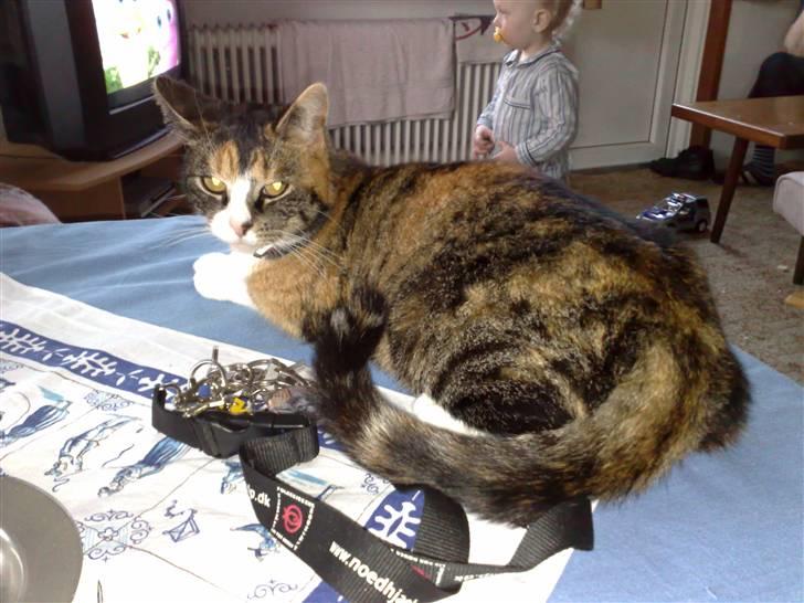 Huskat mulle 04-03-10 R.I.P. billede 8