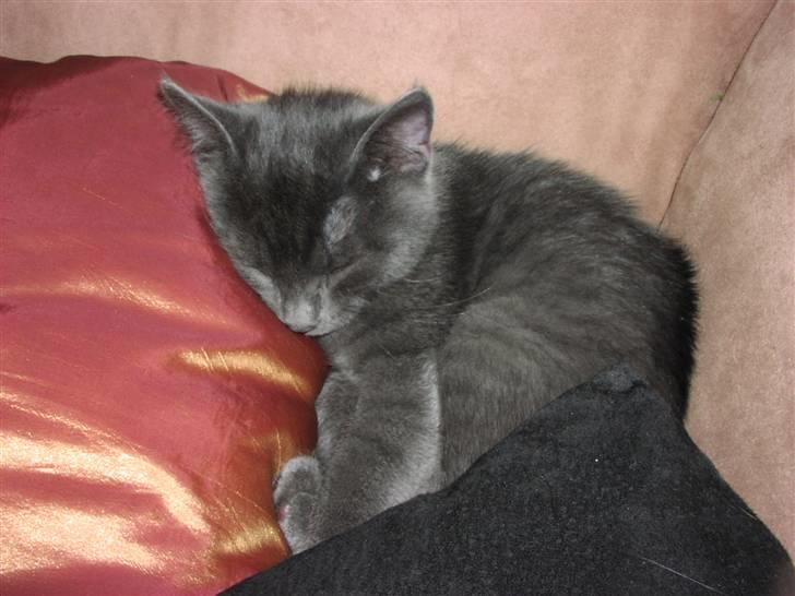 Huskat Morfeus billede 1