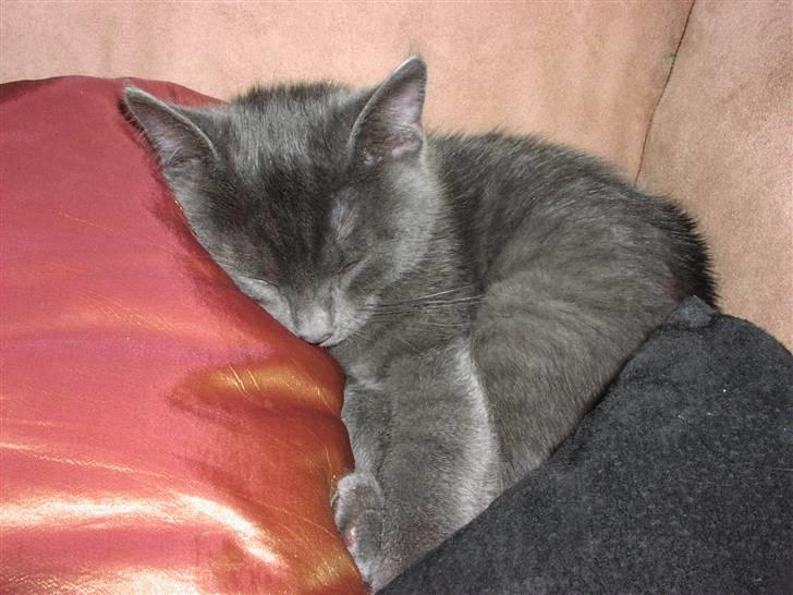 Huskat Morfeus billede 2