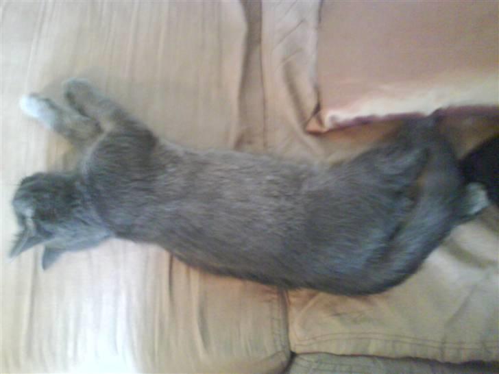 Huskat Morfeus billede 3