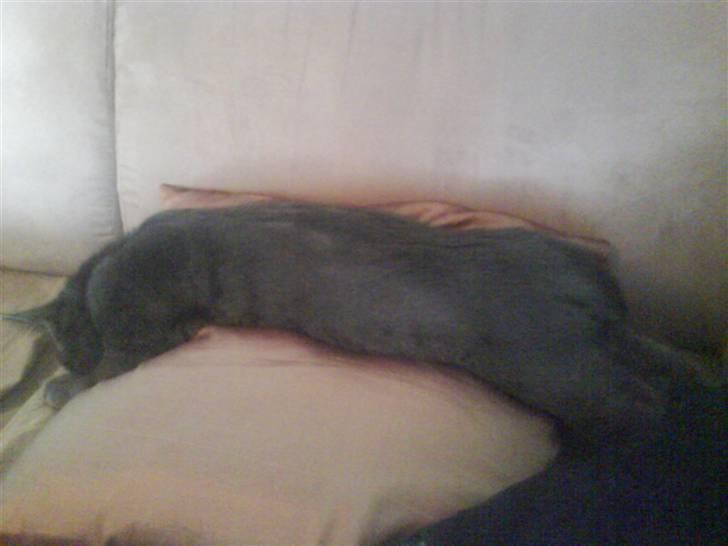 Huskat Morfeus - Og ja... Han sover altså som en sten her !! :D billede 4