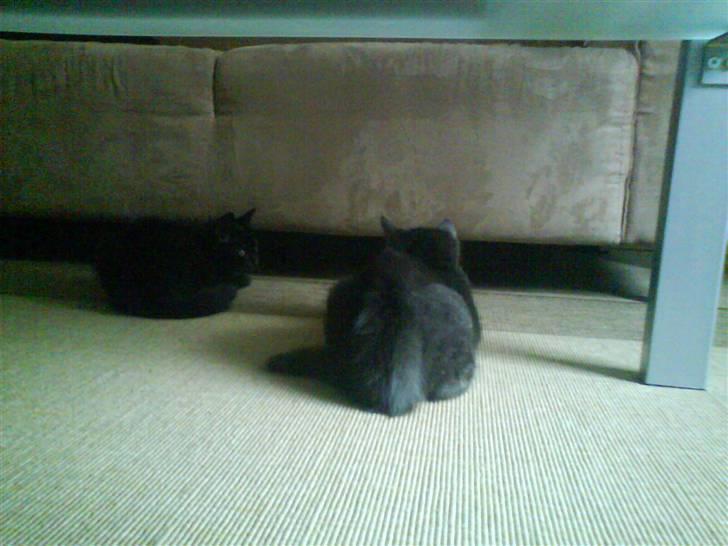 Huskat Morfeus - Her sidder han med ryggen til ved siden af sin søster Hera billede 5