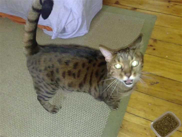 Bengal (Back To Basics) Rose - Den dag jeg fandt hende billede 1