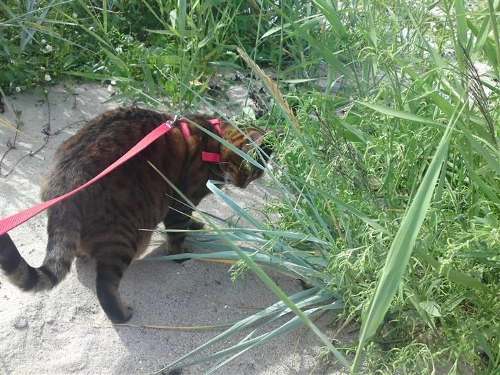 Bengal (Back To Basics) Rose - 19/07/2009 | Rose på Løserup Strand billede 2