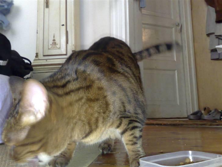 Bengal (Back To Basics) Rose - Den dag jeg fandt hende billede 3