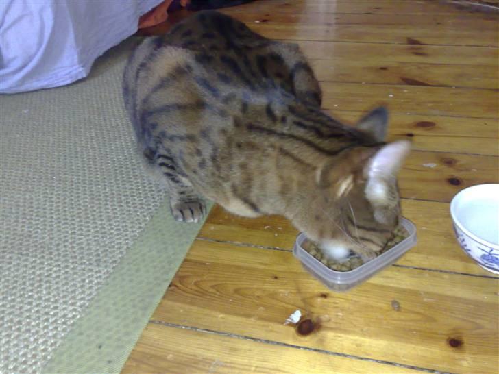 Bengal (Back To Basics) Rose - Den dag jeg fandt hende billede 4