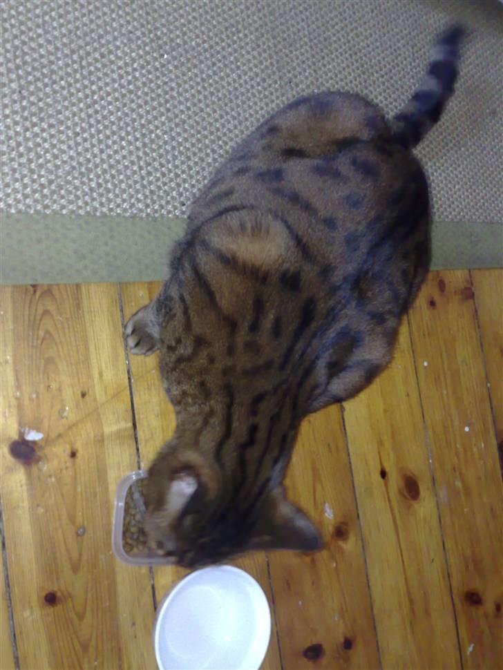 Bengal (Back To Basics) Rose - Den dag jeg fandt hende billede 5