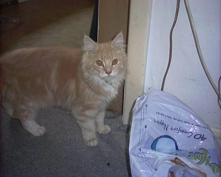 Maine Coon pasoa (død): billede 7