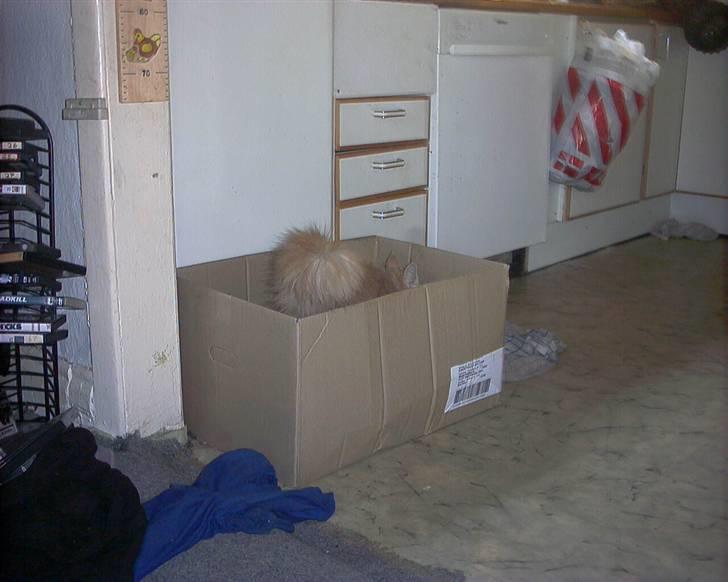 Maine Coon pasoa (død): billede 8