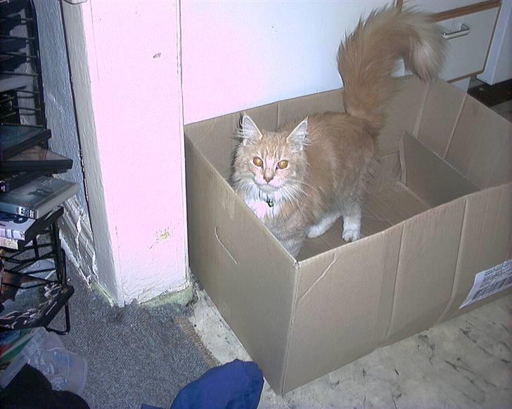 Maine Coon pasoa (død): billede 9