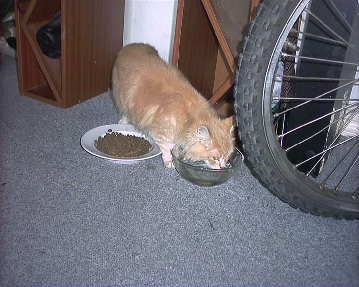 Maine Coon pasoa (død): billede 10