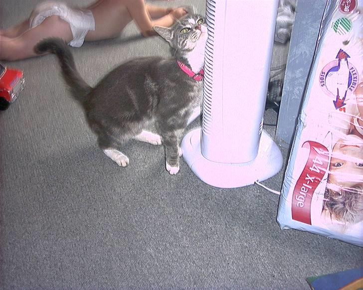 Blanding af racer sille (flyttet) billede 1