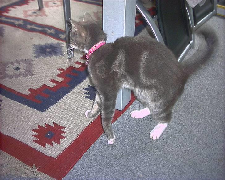 Blanding af racer sille (flyttet) billede 2