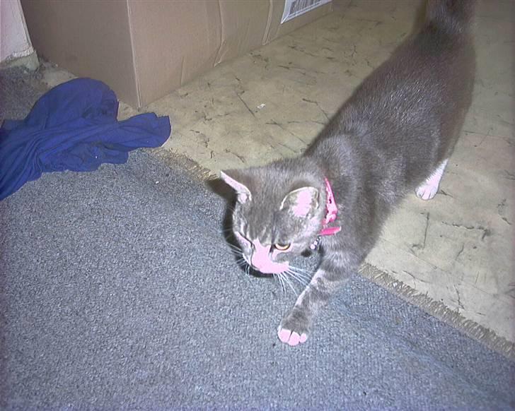 Blanding af racer sille (flyttet) billede 3