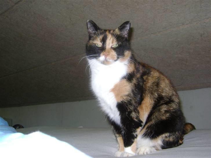 Huskat Smiv - Smiv billede 1