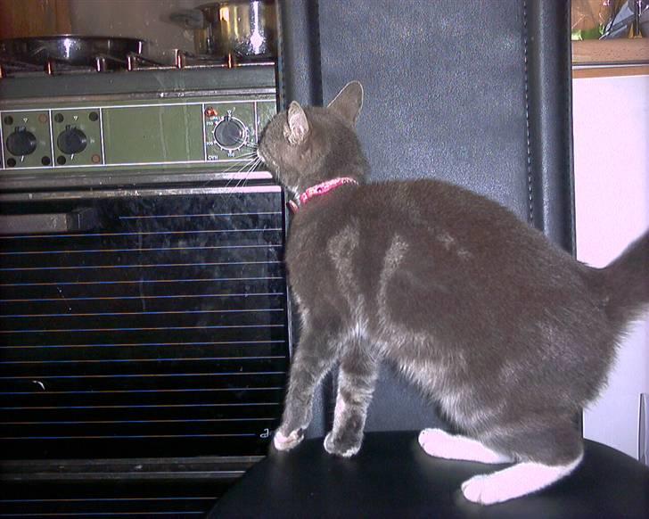 Blanding af racer sille (flyttet) billede 4