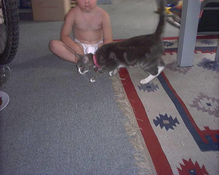 Blanding af racer sille (flyttet) billede 5