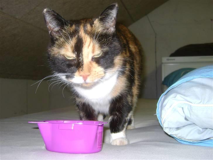 Huskat Smiv - Smiv ville vælge Whiskas billede 2